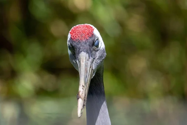 Eine Selektive Fokusaufnahme Eines Rotgekrönten Kranichvogelgesichts — Stockfoto