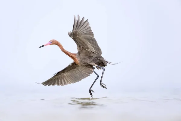 황로가 바다의 날아가는 모습을 클로즈업으로 — 스톡 사진