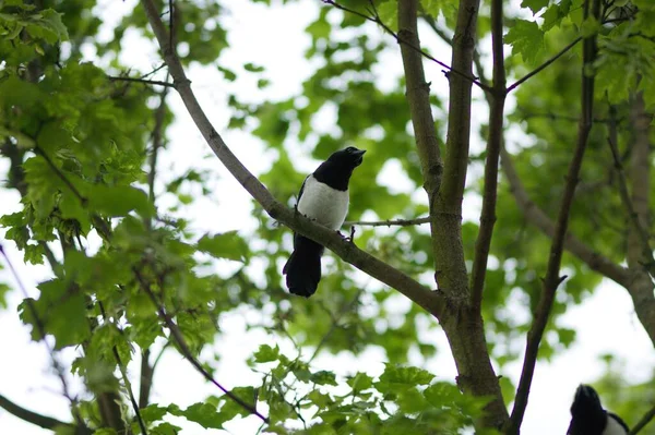 枝に黒と白の鳥が倒れる — ストック写真