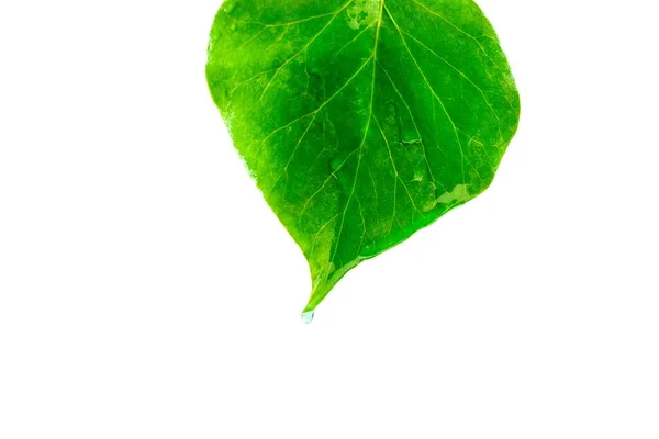 Uma Folha Verde Com Gotas Água Fundo Branco — Fotografia de Stock