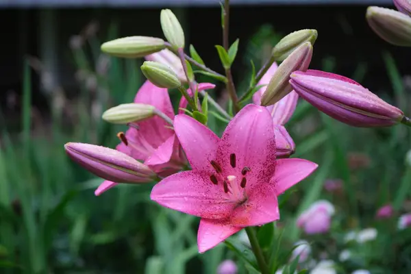 Uma Flor Lírio Rosa Jardim — Fotografia de Stock