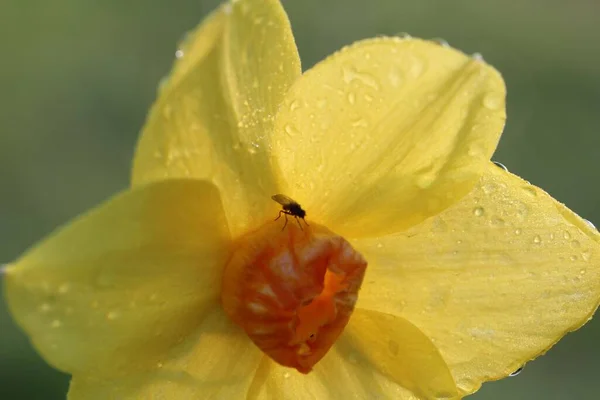 水仙花的特写镜头 上面滴着露珠 在它的日冕上挂着苍蝇 — 图库照片
