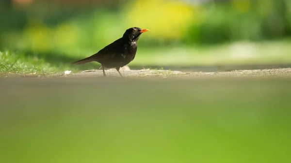 Зйомка Крупним Планом Звичайного Птаха Turdus Merula — стокове фото