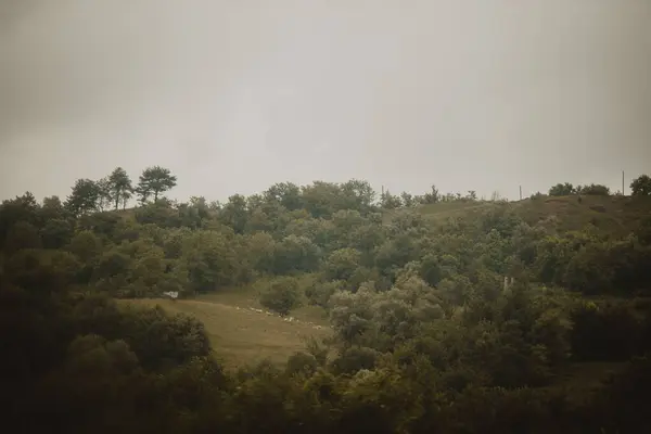 Vzdušný Vzdálený Pohled Ovce Pasoucí Zeleném Poli Obklopeném Svěžími Stromy — Stock fotografie