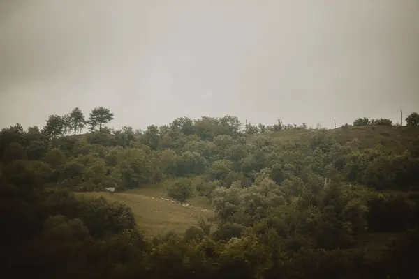 Μια Εναέρια Μακρινή Θέα Των Προβάτων Βόσκησης Στο Πράσινο Πεδίο — Φωτογραφία Αρχείου