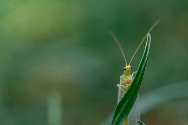 Nærbillede Snowy Træ Cricket Oecanthus Fultoni Lille Grønt Insekt Blad - Stock-foto