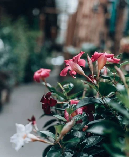 Nahaufnahme Eines Straußes Bunter Brasilianischer Jasminblüten Garten Bei Tageslicht — Stockfoto