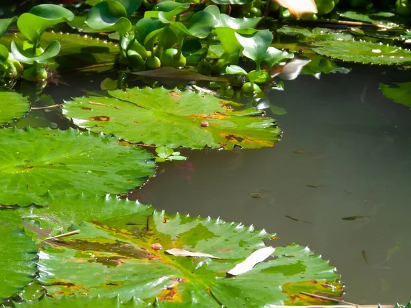 Fische Auf Einem Teich Mit Schmutzwasser — Stockfoto