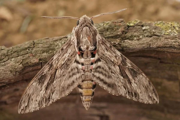 Closeup Impressive Convolvulus Hawkmoth Agrius Convolvuli Sitting Open Wings Piece — ストック写真