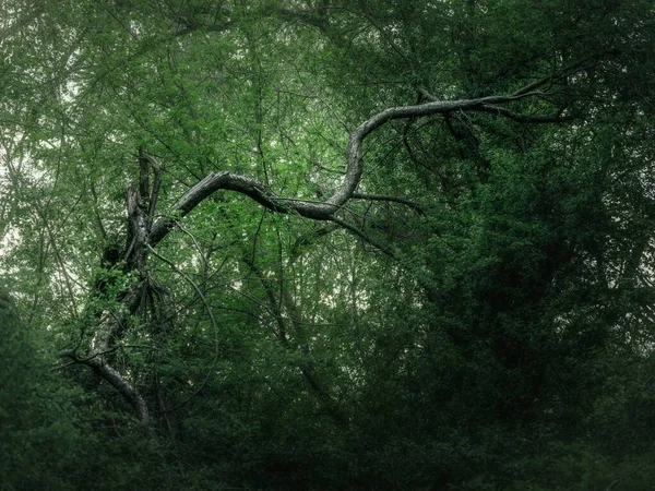 Les Branches Arbres Dans Une Forêt — Photo