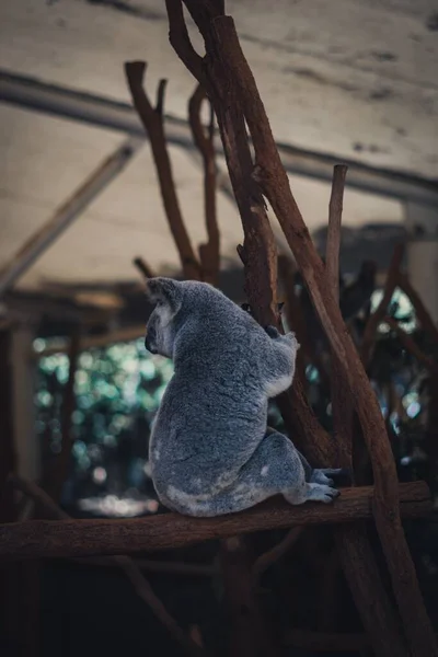 Fényképezés Egy Koala Egy Eukaliptusz — Stock Fotó