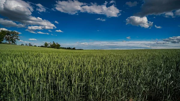 Beau Paysage Champ Blé Vert Sous Ciel Nuageux Sombre — Photo