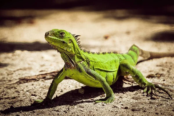 Closeup Shot Topical Exotic Green Iguana Standing Outdoors Sunny Day — Stock Photo, Image