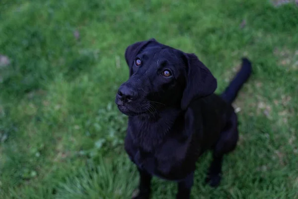 一只黑色的拉布拉多猎犬 长着它可爱的脸 坐在草地上 近距离拍摄 — 图库照片
