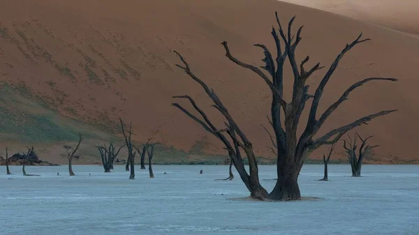 Namibia Pustynia Namib Martwe Akacje Martwej Dolinie Czerwone Wydmy Tle — Zdjęcie stockowe