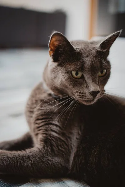 Curioso Gatto Nero Sdraiato Terra — Foto Stock