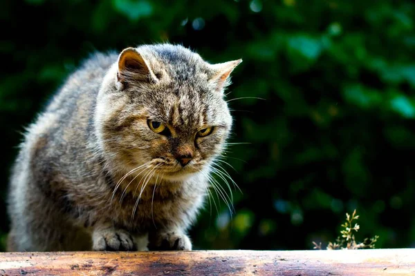 A closeup of an adorable grumpy cat on a wooden surface