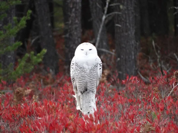Closeup Shot Snowy Owl Standing Bench Field Red Wildflowers Forest — Stock Photo, Image