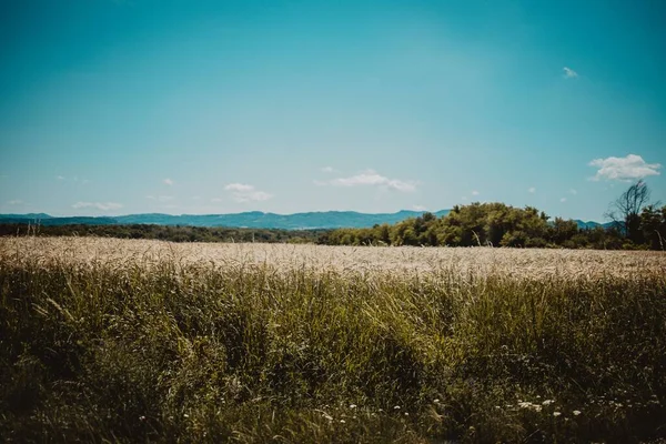 Campo Zona Rural Durante Día Soleado — Foto de Stock