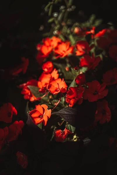 Червона Квіткова Рослина Саду — стокове фото