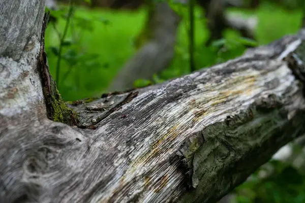 森の中で古い木の樹皮のクローズアップショット — ストック写真