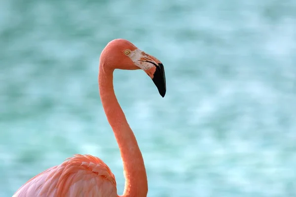 Ein Blick Auf Den Schönen Flamingo Der Vor Dem Verschwommenen — Stockfoto