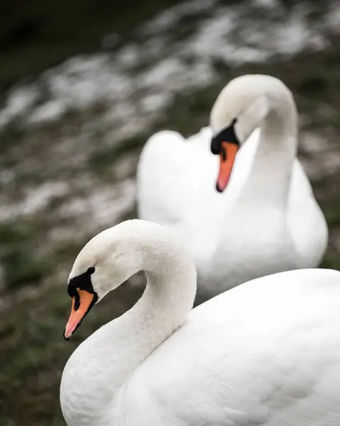 Вертикальный Крупный План Двух Белых Лебедей Озере — стоковое фото