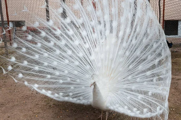 Raro Pavo Real Blanco Con Fabulosa Cola Abierta — Foto de Stock