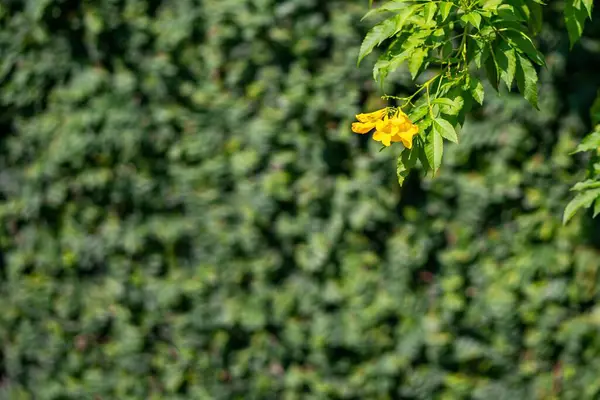 Flor Amarilla Sobre Fondo Hojas Verdes Enfoque Selectivo Floración — Foto de Stock