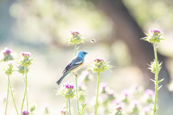一只五彩斑斓的小鸟栖息在花园里的花朵上 — 图库照片