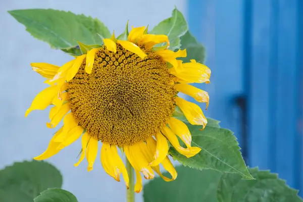 Detailní Záběr Krásné Slunečnice Rostoucí Zahradě — Stock fotografie