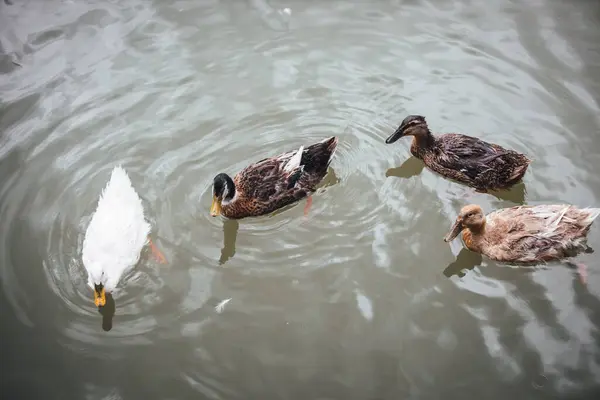 Eine Gruppe Enten Schwimmt Auf Einem Gewässer — Stockfoto
