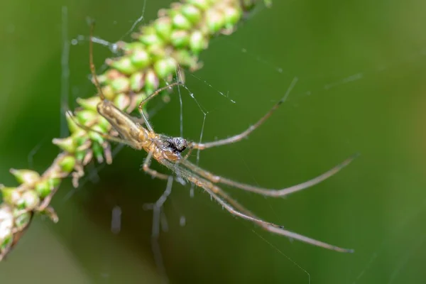 Een Beeld Van Een Opiliones Spin Die Spinnenwebben Breit Tegen — Stockfoto