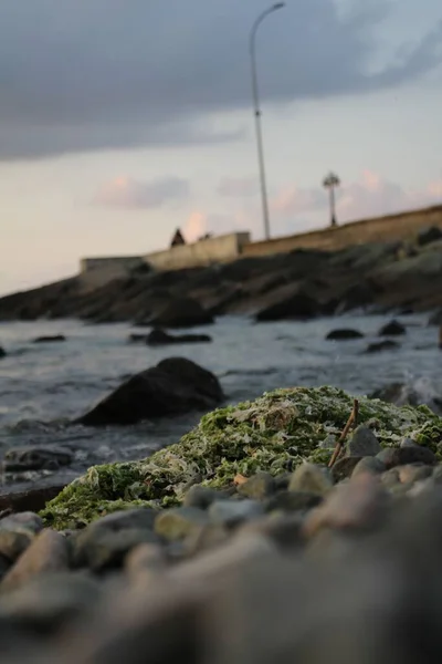 Green Algae Rock Pieces Seashore — Stock Photo, Image