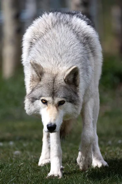 Plan Vertical Loup Fourrure Marchant Tête Baissée Dans Une Forêt — Photo