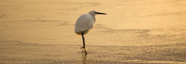 Una Vista Panorámica Grulla Adorable Orilla Durante Atardecer — Foto de Stock