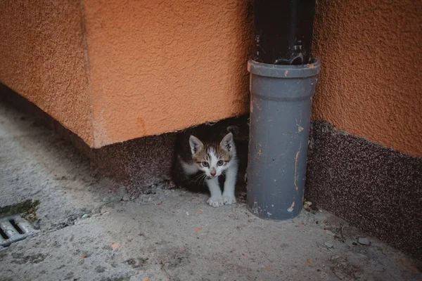 Primer Plano Gatito Escondido Cerca Poste —  Fotos de Stock