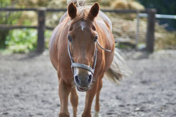 Detailní Záběr Hnědého Koně Uzdou Kousnutím Farmě Rozmazaným Pozadím — Stock fotografie