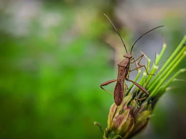 Una Leptocorisa Oratoria Insecto Oreja Arroz Una Planta Verde — Foto de Stock