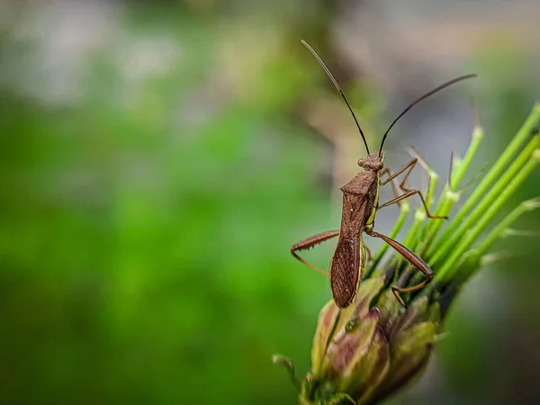 Leptocorisa Oratoria Rýžový Ušní Brouk Zelené Rostlině — Stock fotografie