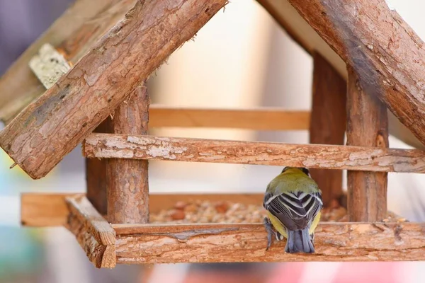 Closeup Cute Great Tit Small Feeder —  Fotos de Stock