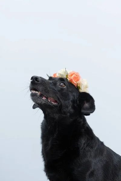 Pionowe Zbliżenie Uroczego Czarnego Psa Piękną Koroną Kwiatową Białym Tle — Zdjęcie stockowe