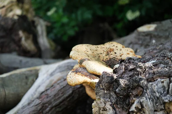 Wild Mushrooms Forest — Stock Photo, Image