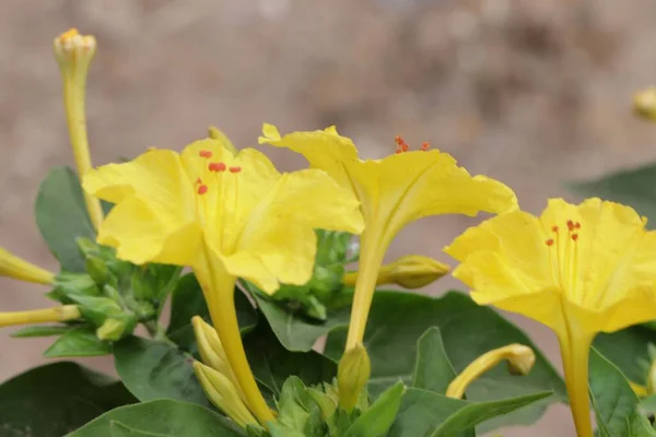Krásná Přírodní Žlutá Květina Zahradě — Stock fotografie