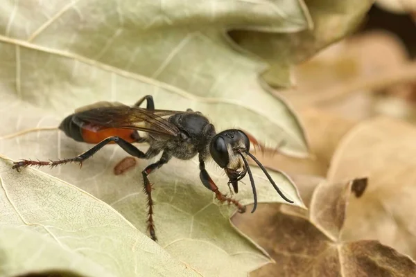 Detailed Closeup Colorful Red Black European Golden Sand Wasp Sphex — Stock Photo, Image