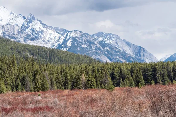 Een Landschap Van Een Groen Bos Met Dennenbomen Besneeuwde Bergen — Stockfoto