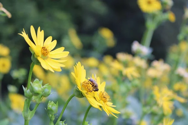 Bee Pistil Yellow Wildflower Collecting Nectar Pollination Field Flowers Blurred — Stock Photo, Image