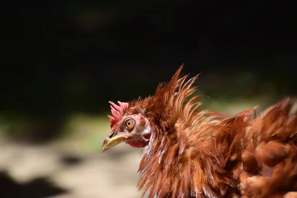 Primo Piano Pollo Rosso Rhode Island Una Fattoria — Foto Stock