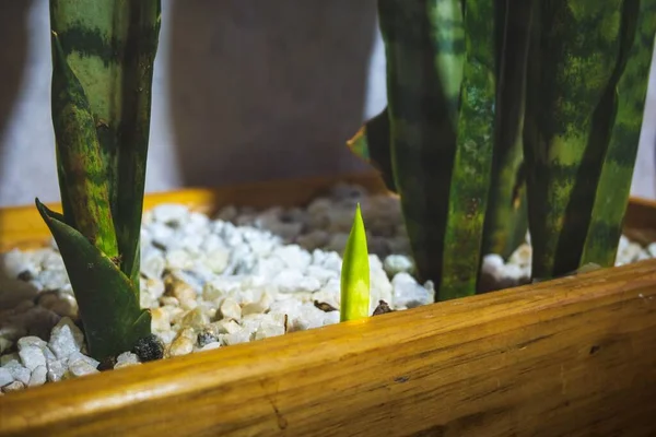 아름다운 항아리에 카이나나 파시아 주형가옥 — 스톡 사진