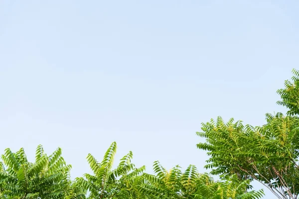 Tiro Ângulo Baixo Galhos Árvore Com Folhas Verdes Contra Céu — Fotografia de Stock
